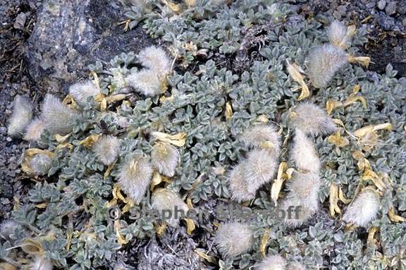 astragalus purshii 3 graphic